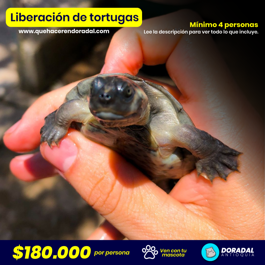 Liberación de tortugas de río en el Tortugario de Doradal Antioquia