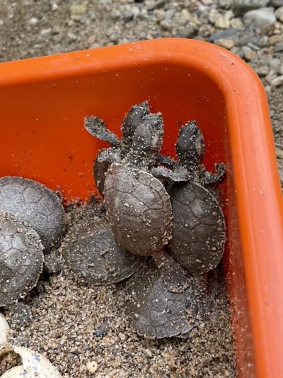 liberacion de tortugas